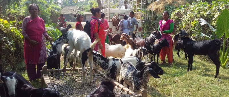 महिला सहकारीद्धारा तीन महिनामा ७० लाखको खसि बोका बिक्री 