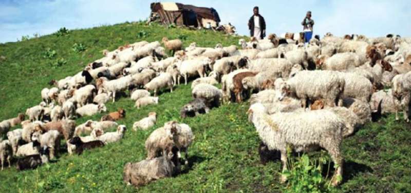 लमजुङ भेडाकाे मासुमा आत्मनिर्भर, वार्षिक १० करोडकाे व्यापार