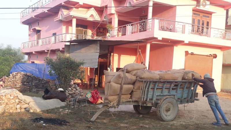 संस्थानले धान खरिद नगर्दा आधा मूल्यमा बेच्दै किसान