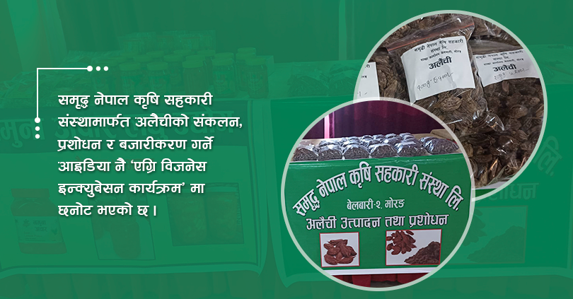 नमुना बन्दै सहकारीको अलैची व्यवसायीकरण मोडल, ‘एग्रि विजनेस इन्क्युबेसन’ मा छनोट
