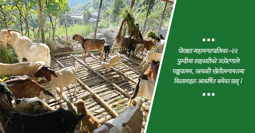 सहकारीका कारण गाउँ नै कृषिमय 