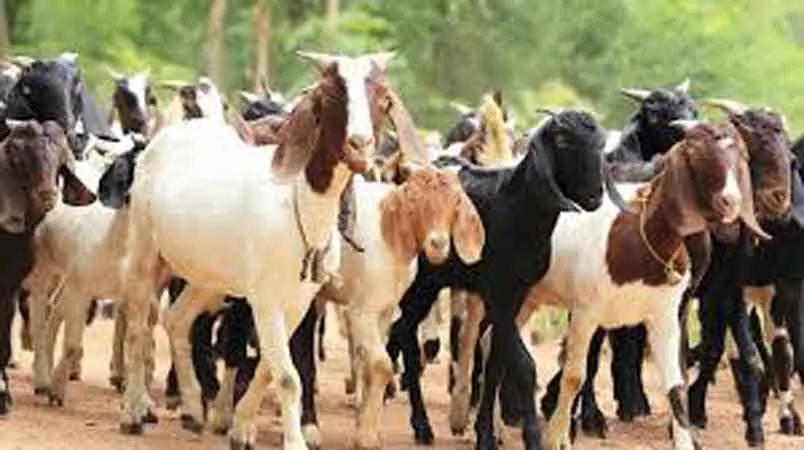 महिला सहकारीद्धारा दुई करोडका खसीबोका बिक्री