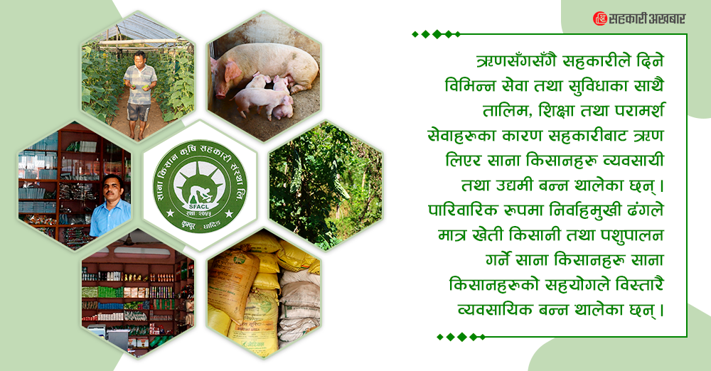 सदस्यलाई उद्यमशिल बनाउँदै साना किसान कृषि सहकारी कुम्पुर : कर्जासँगै सिप, प्रविधि र प्रोत्साहनका कार्यक्रम 